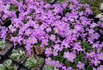 Primula juliae 'Groenekans Glorie' - 8cm pot 